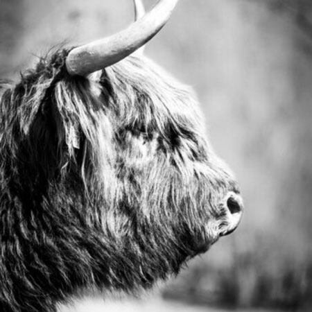 Woonkamer wanddecoratie: Schotse hooglanders