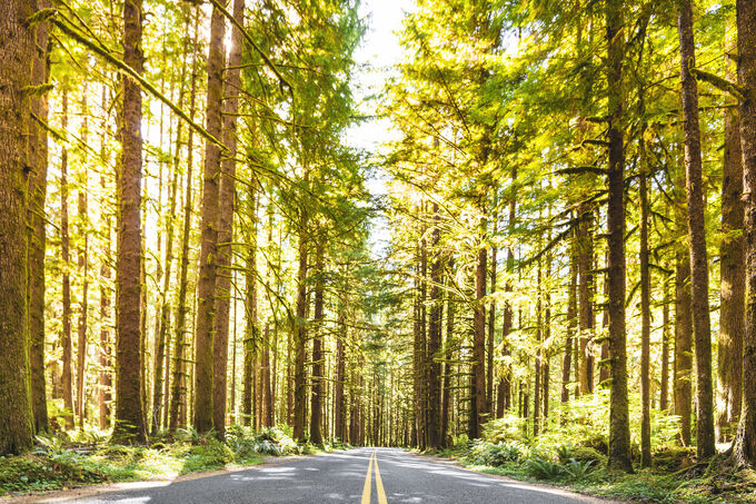 The way through the woods