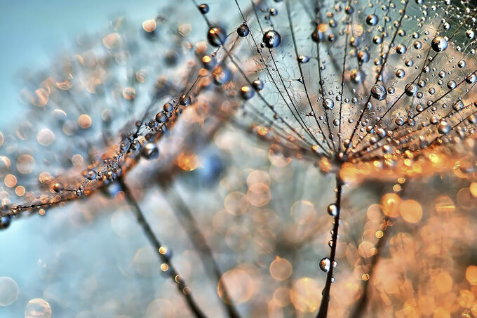 Dandelion Light Reflections