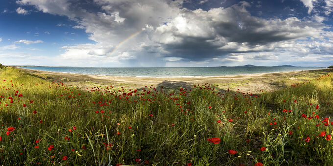 Poppies and a Rainbow