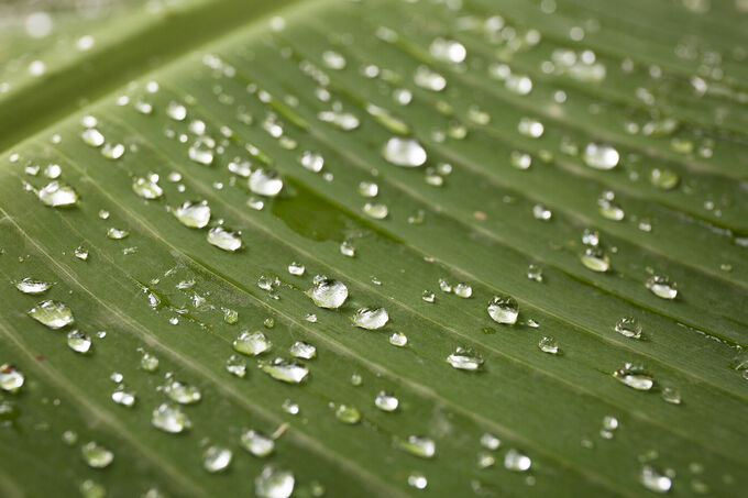 Raindrops on banana leaf