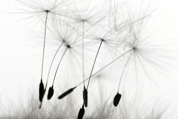 Dandelion seeds