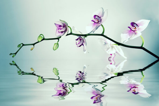 Orchid Bliss