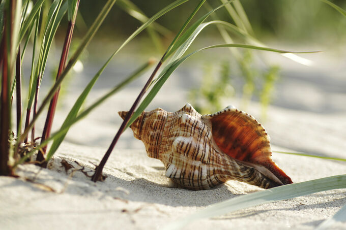 Grassprieten op het strand