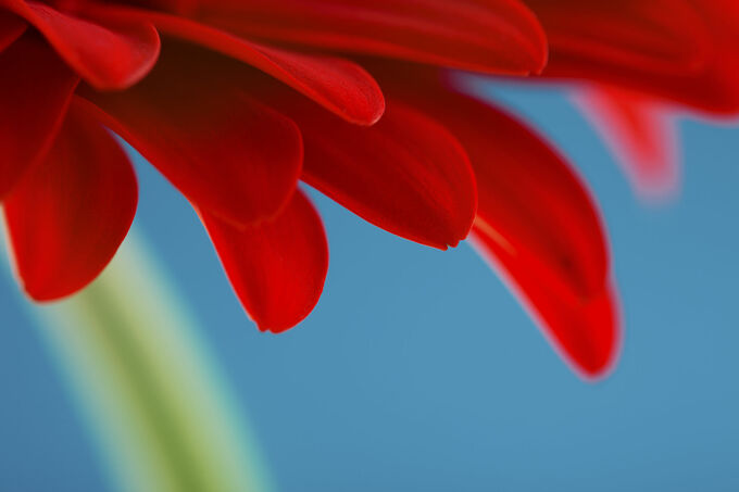 Gerbera Pentals