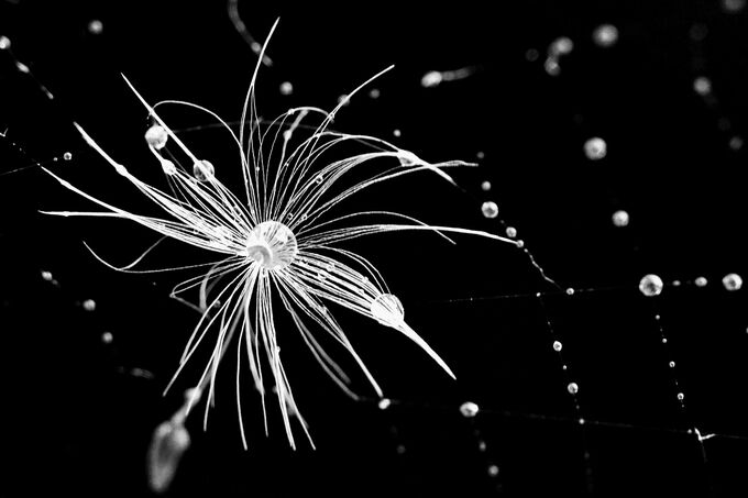 Dandelion Black on White