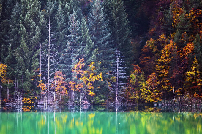 Groene Erma in de herfst