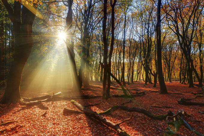 Herfst in het Speulderbos