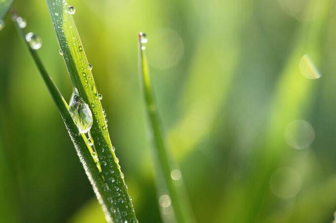 Morning dew on grass