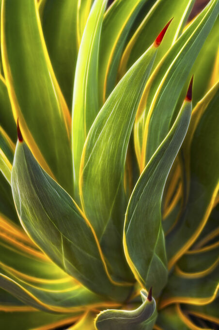 Agave Desmettiana