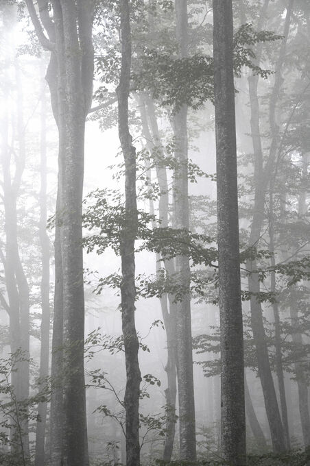 Foggy Autumn Forest