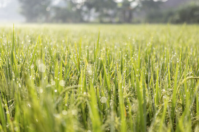 Rice fields in Indonesia