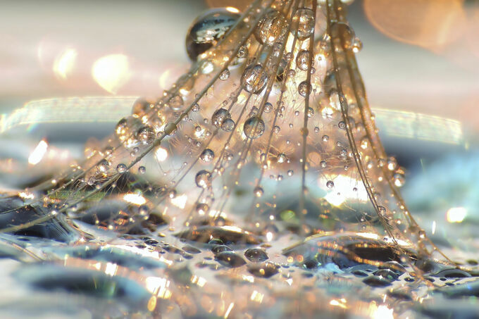 Crystal Dandelion Seed