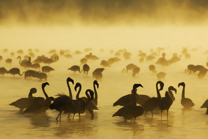 Flamingos at Lake Nukuru