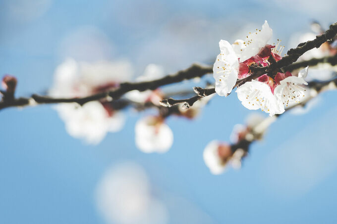 Plum tree in spring