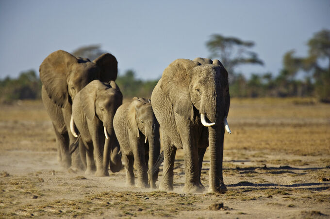 Elephants on the walk