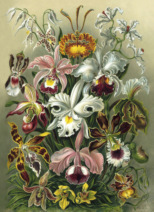 Ernst Haeckel - Orchidae