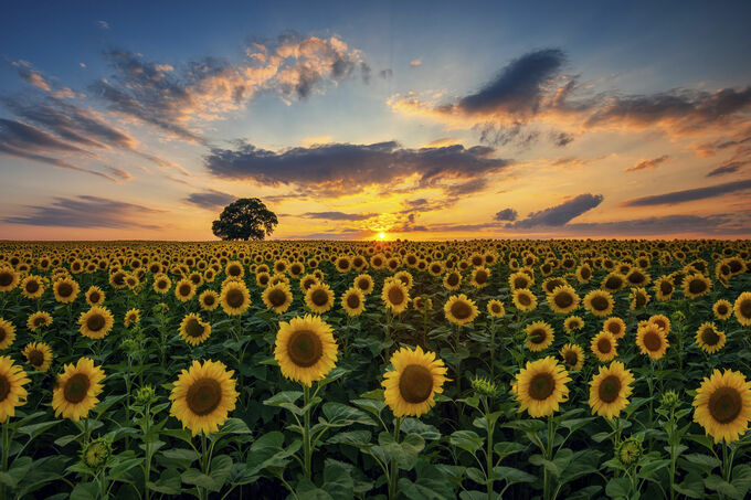 Sunflower field