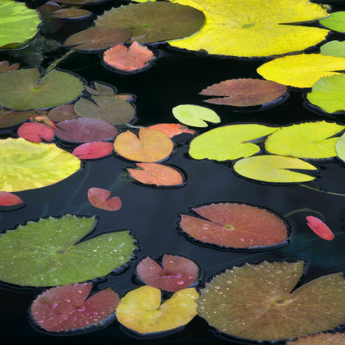 Water Lily Pattern