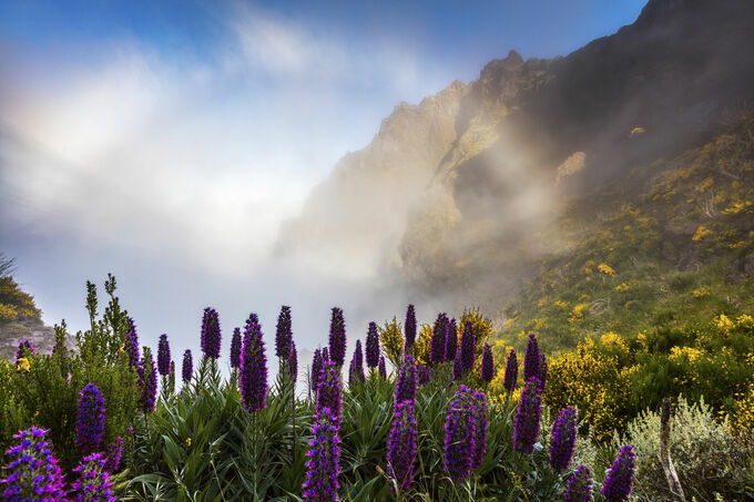Violets of Madeira