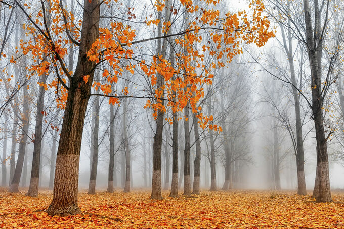 Poplars in orange