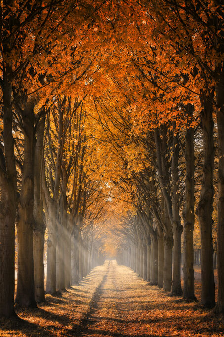 Autumn Lane