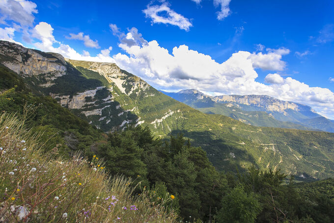 Alpen in bloei