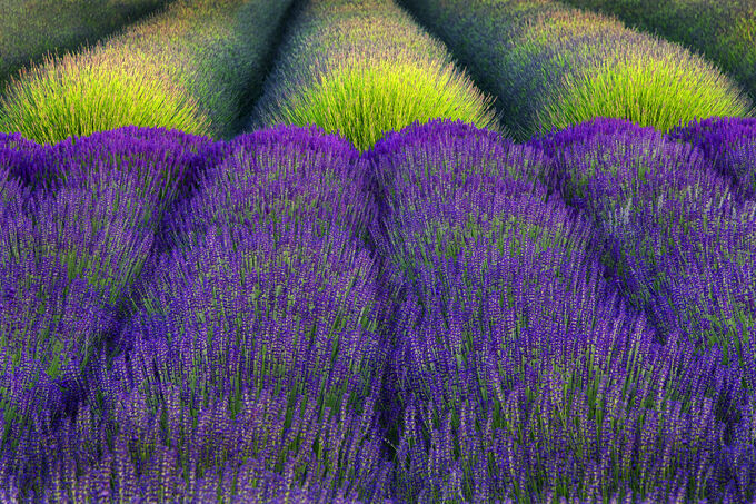 Rows of Lavender