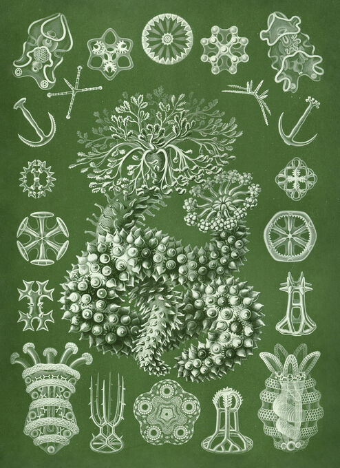 Ernst Haeckel - Thuroidea