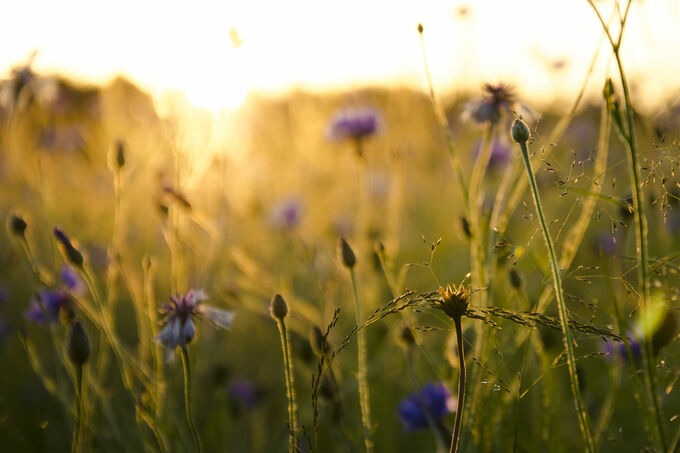 Bloemenveld met zonsondergang