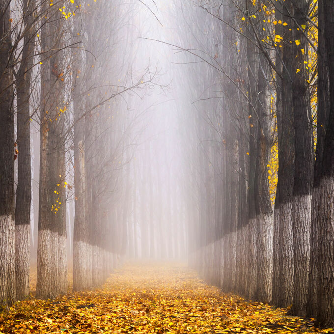 Poplars in a row