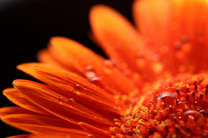 Waterdrops on orange flower