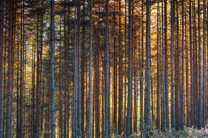 Rhodope Mountains