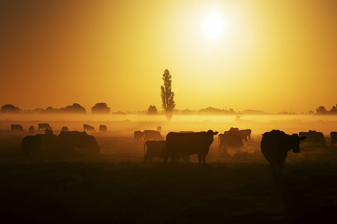 Koeien bij de opkomende zon