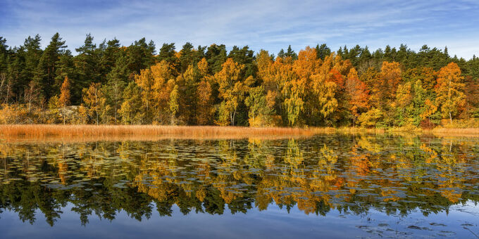 Golden autumn tree line