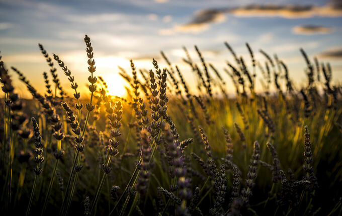 Focus on Sunset