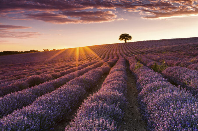 Lavender Sunset