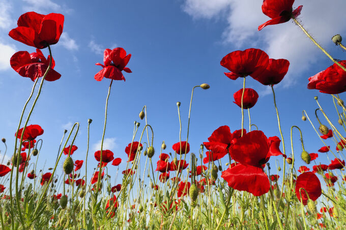 Poppies season