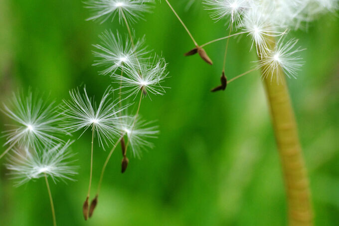 Dandelion flies away