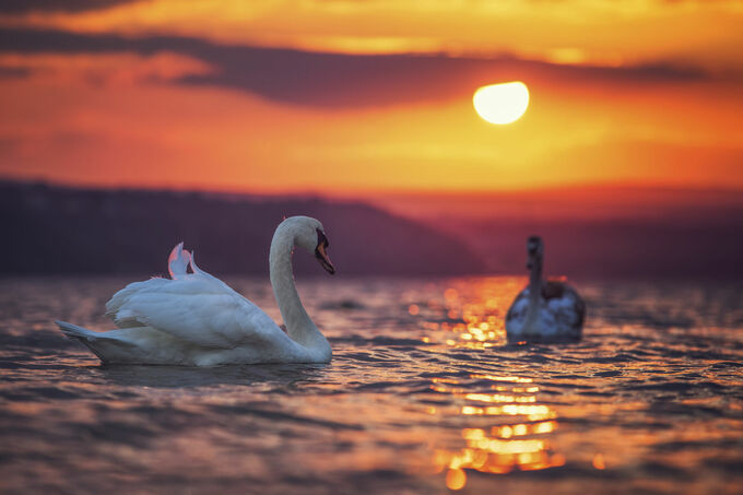 Swans sunset
