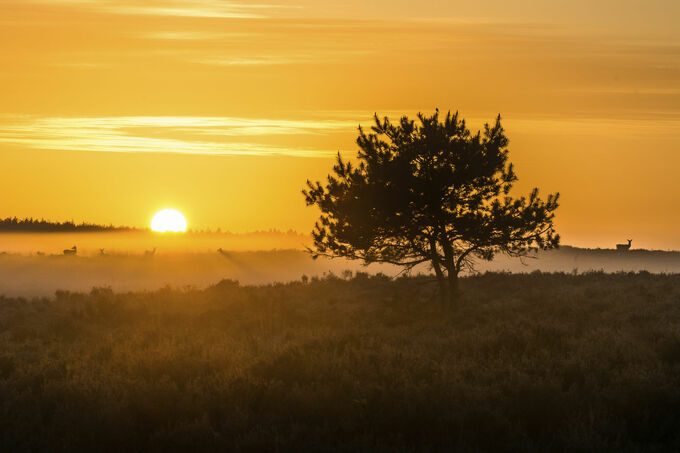 Veluwse zonsopkomst