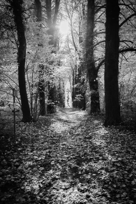 Woods in Black 'n White