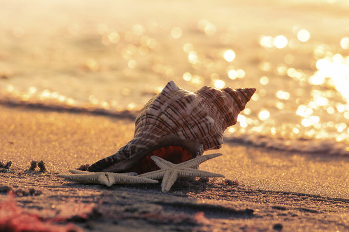 Schelp en zeesterren