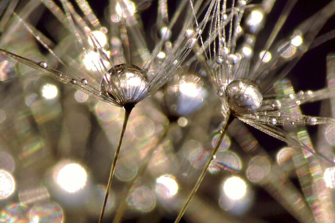 Dandelion Crystals
