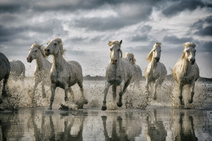 Horses on the Run