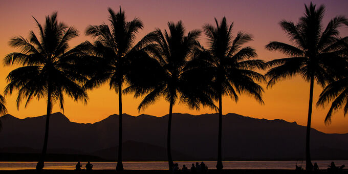 Australian Palm Trees