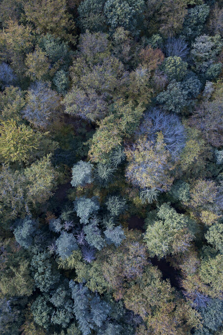 Autumn forests from above