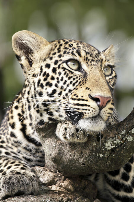 Leopard Portrait