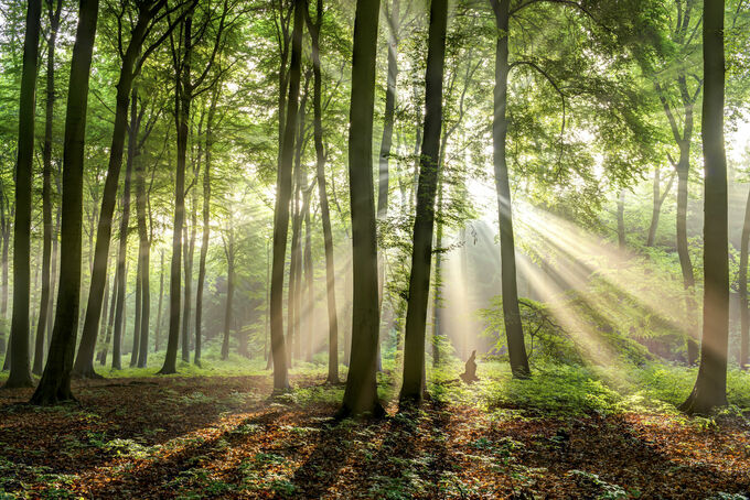 Ochtendgloren in het bos