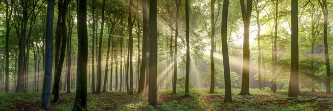 Lichtstralen in het bos panorama